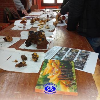 Alunos participam de expedição para estudar fungos no Parque Franciscano | 3ª série
